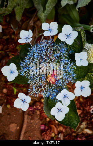 Fiore di ortensie, vicino la natura ritratto, Santana, Madeira, Portogallo Foto Stock