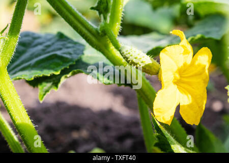 Fioritura cetrioli in giardino, piccolo ma bellissimo fiori gialli da verdure. Infiorescenza di cetriolo. Giardinaggio Foto Stock