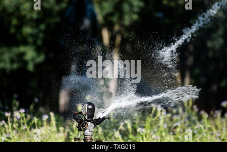 Berlino, Germania. Il 25 giugno, 2019. Un prato irriga sprinkler un area verde al Tiergarten. Credito: Paolo Zinken/dpa/Alamy Live News Foto Stock