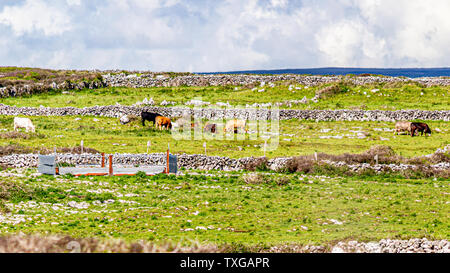 Il pascolo di bestiame tra i recinti di pietra nei pressi del villaggio di Doolin, Wild Atlantic modo, bella e soleggiata giornata di primavera nella contea di Clare in Irlanda Foto Stock