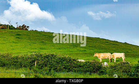 Prato con due mucche al pascolo vicino al villaggio di Doolin, Wild Atlantic modo, bella e soleggiata giornata di primavera nella contea di Clare in Irlanda Foto Stock