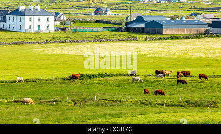 Il pascolo di bestiame in una fattoria vicino al villaggio di Doolin, Wild Atlantic modo, bella e soleggiata giornata di primavera nella contea di Clare in Irlanda Foto Stock