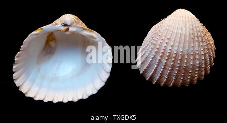 Acanthocardia tuberculata, ruvida cockle, è una specie di acqua salata vongola, una arricciatura, un mare di molluschi bivalvi in famiglia Cardiidae. Torquay. Datata 1758 Foto Stock