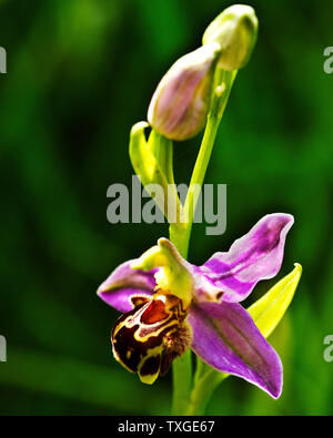 Il fiore di Bee Orchid è un esempio della famiglia delle orchidee la specializzazione di mimetismo delle loro infloresence per attirare i loro insetti impollinatori b Foto Stock