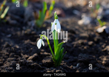 Snowdrop o comuni o snowdrop Galanthus nivalis fiori. Foto Stock