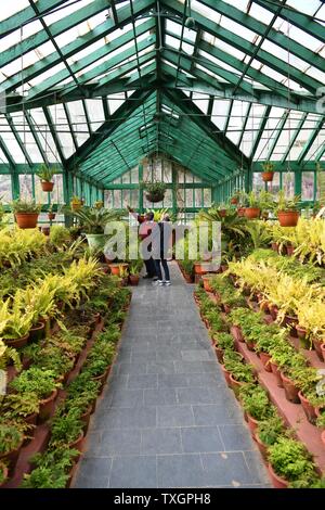 Il Fern House presso il governo Giardini Botanici, Ooty (Udhagamandalam), Tamil Nadu, India Foto Stock