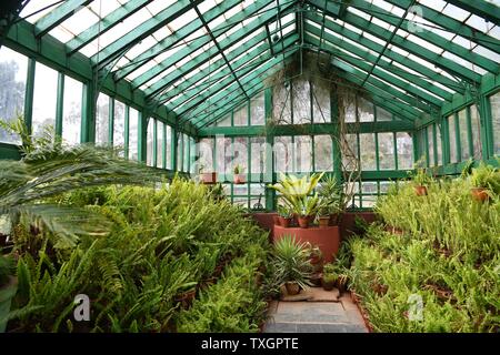 Il Fern House presso il governo Giardini Botanici, Ooty (Udhagamandalam), Tamil Nadu, India Foto Stock