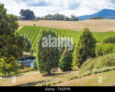 La Tasmania, Australia - 6 Marzo 2019: Chiesa pendente vigna vicino alla città di Lilydale in Tasmania, Australia. Foto Stock