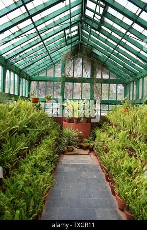 Il Fern House presso il governo Giardini Botanici, Ooty (Udhagamandalam), Tamil Nadu, India Foto Stock