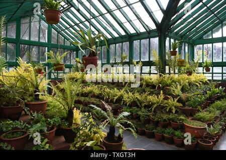 Il Fern House presso il governo Giardini Botanici, Ooty (Udhagamandalam), Tamil Nadu, India Foto Stock