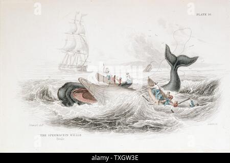 Harpooning Capodoglio da William Jardine del naturalista libreria: "Sull'Ordinario Cetacea" 1837 colorate a mano di Edimburgo per incisione Foto Stock