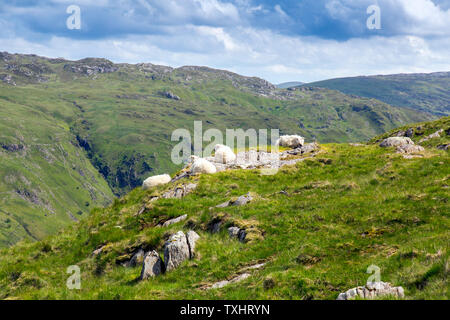Il Gallese le pecore di montagna di riposo in thr sunshine su rocce calde accanto alla via dei minatori, Parco Nazionale di Snowdonia, Gwynedd, Wales, Regno Unito Foto Stock