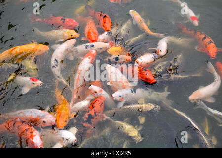 Cinese Jifu koi è a capo di buona fortuna. Foto Stock