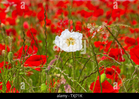 Un papavero Bianco nel campo di papaveri rossi Foto Stock