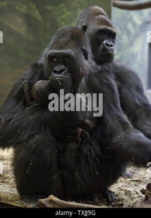 Bana (L), un 16-anno-vecchio western pianura gorilla tiene il suo neonato come il bambino del padre Kwan, un 22-anno-vecchio silverback, si siede vicino nel loro habitat presso il Lincoln Park Zoo il 22 novembre 2011 a Chicago. Il bambino senza nome è nato 16 Novembre al Bana, che è stato portato da Brookfield Zoo per accoppiarsi con Kwan. UPI/Brian Kersey Foto Stock