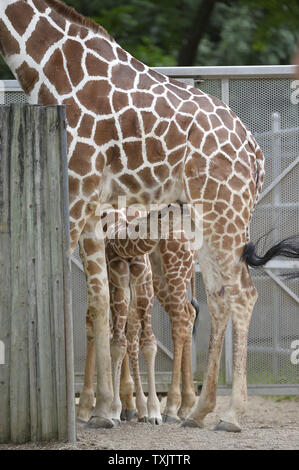 Un 11-giorno-vecchia giraffe calf infermieri da sua madre al Brookfield Zoo il 2 luglio 2013 in Brookfield, Illinois. Jasiri, un 7-year-old giraffe diede i natali al 173-pound, 5-piede-9-pollici di altezza di vitello maschio il 21 giugno 2013 allo Zoo, che si trova appena al di fuori di Chicago. UPI/Brian Kersey Foto Stock