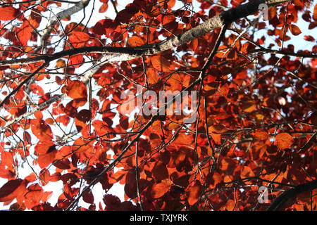 Nel parco della gente nel tardo autunno, la luce del mattino si riversa attraverso le foglie sul prato verde e tranquilla e colorata. Foto Stock