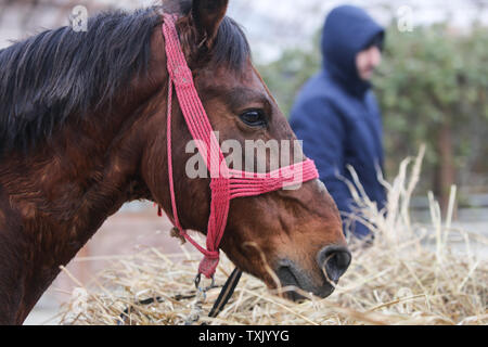 Dettagli con un ornato cavallo in Romania rurale Foto Stock