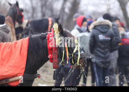 Dettagli con un ornato cavallo in Romania rurale Foto Stock