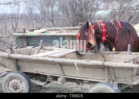 Dettagli con un ornato cavallo in Romania rurale Foto Stock