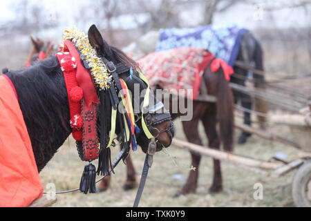 Dettagli con un ornato cavallo in Romania rurale Foto Stock