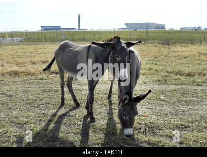 Due burros pascolano all'Aeroporto Internazionale O'Hare's north end il 5 novembre 2014 a Chicago. O'Hare's allevamento di capre, pecore, lama, alpaca e burros mantenere le sezioni distributore dell'aeroporto che sono di difficile accesso con le tradizionali apparecchiature di falciatura e sono parte di un host di verde iniziative intraprese presso l'aeroporto. UPI/Brian Kersey Foto Stock