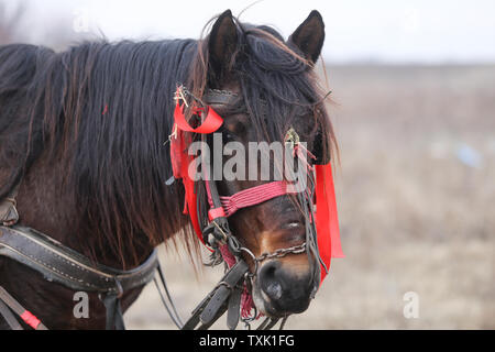 Dettagli con un ornato cavallo in Romania rurale Foto Stock