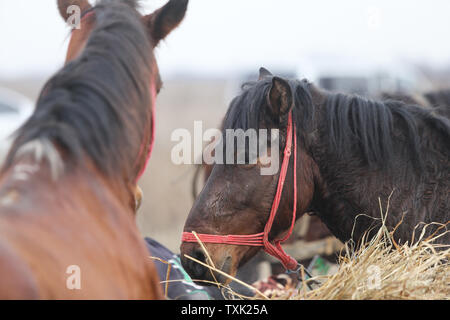 Dettagli con un ornato cavallo in Romania rurale Foto Stock