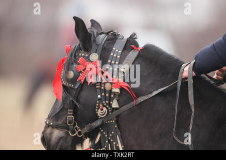 Dettagli con un ornato cavallo in Romania rurale Foto Stock