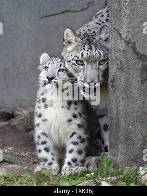 Sarani (R) stand con uno dei suoi due di quattro mesi femmina vecchio snow leopard cubs come i cubs fanno il loro debutto in pubblico in corrispondenza di Brookfield Zoo il 7 ottobre 2015 in Brookfield, Illinois. I due cuccioli nati a 4-anno-vecchia madre Sarani e 5-anno-vecchio padre Sabu il 16 giugno 2015 presso il Chicago suburbana zoo come parte di un'associazione sulla base di una raccomandazione della Associazione dei giardini zoologici e gli acquari " Snow Leopard specie piano di sopravvivenza per aumentare una geneticamente diversi e stabile dal punto di vista geografico la popolazione di questa specie in via di estinzione. Foto di Brian Kersey/UPI Foto Stock