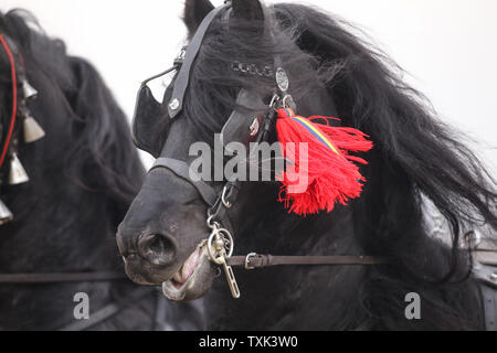 Dettagli con un ornato cavallo in Romania rurale Foto Stock