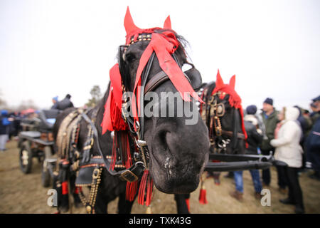 Dettagli con un ornato cavallo in Romania rurale Foto Stock