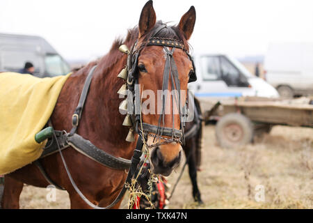 Dettagli con un ornato cavallo in Romania rurale Foto Stock