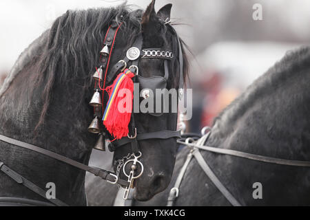 Dettagli con un ornato cavallo in Romania rurale Foto Stock