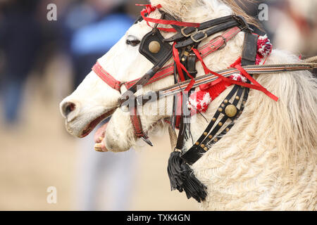 Dettagli con un ornato cavallo in Romania rurale Foto Stock