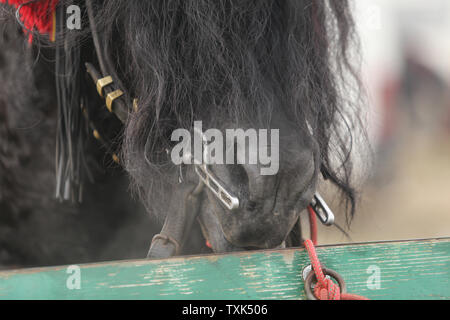 Dettagli con un ornato cavallo in Romania rurale Foto Stock