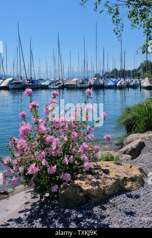 Boccioli rosa sulle rive del lago di Zurigo e ormeggiate barche a vela nel porto di Wollishofen, Zurigo. Foto Stock