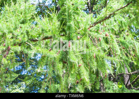 Ramo verde di larice con i coni nella foresta nel giorno di estate Foto Stock