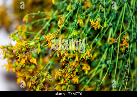 Secchi medicinali essiccazione erba verde con fiori di colore giallo chiamato Saint John's wort per trattare depressione Foto Stock