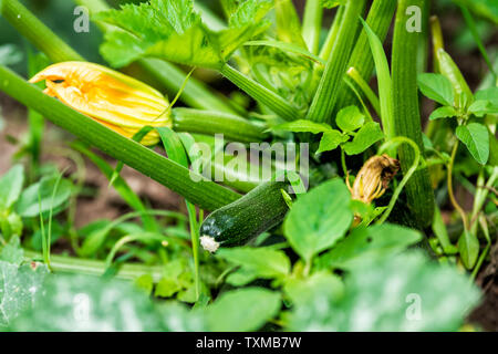 Primo piano del giallo coloratissimi fiori di zucca con piccolo giovane frutta vegetali che crescono su impianto vite in giardino dalle foglie sul terreno Foto Stock