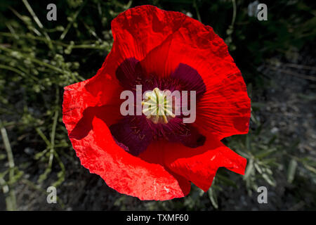 Vista superiore del fiore rosso di un papavero Foto Stock
