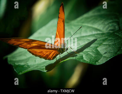 Farfalle allo Zoo di Calgary Alberta Canada Foto Stock