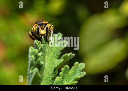 Bumblebee su un Pelargonium a foglia, close up Foto Stock