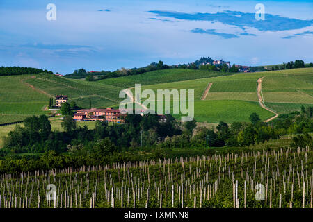 Verdi e lussureggianti vigneti sulle colline della Carretta zona collinare nel Roero Piobesi zona di Alba in Piemonte Italia, il cielo è blu e chiaro Foto Stock