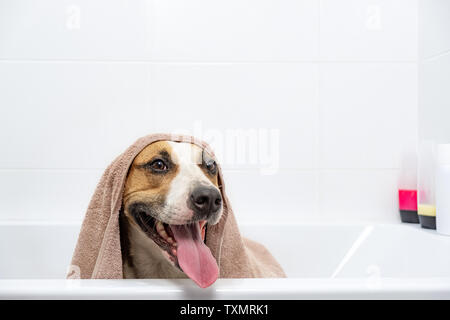 Ritratto di un cane in una vasca da bagno avvolto in un asciugamano. Dando un bagno a casa animali concetto: divertente cane coperto di asciugamano in bianco in stile minimalista bagno Foto Stock