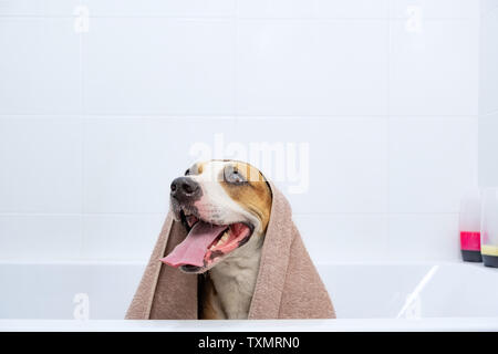 Ritratto di un cane in una vasca da bagno avvolto in un asciugamano. Dando un bagno a casa animali concetto: divertente cane coperto di asciugamano in bianco in stile minimalista bagno Foto Stock