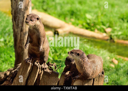 Oriental a breve artigliato lontre a Cotswold Wildlife Park. Foto Stock