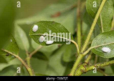 Viburnum cuscino insetto in scala, sul lato inferiore delle foglie di Viburnum tinus, inizio di infestazione, cera bianca-wol sono formati in un ovisac Foto Stock