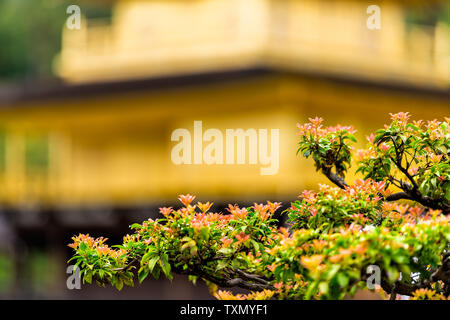 Primo piano della struttura di fiore in primo piano con sfondo bokeh di fondo di giallo tempio Kinkakuji o Padiglione Dorato, Rokuonji uno Zen tempio buddista di Kyoto, Jap Foto Stock