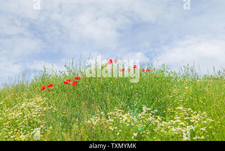 Fiori Selvatici, papaveri e margherite, danza del vento in una bella mattina di sole lungo Minster modo, Beverley, Yorkshire, Regno Unito. Foto Stock